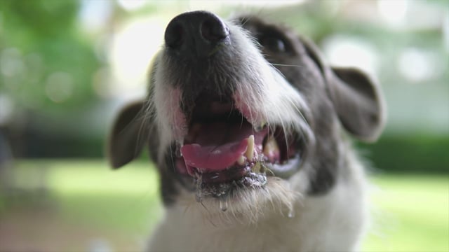 200+ Free 개 & Dog Videos, HD & 4K Clips - Pixabay