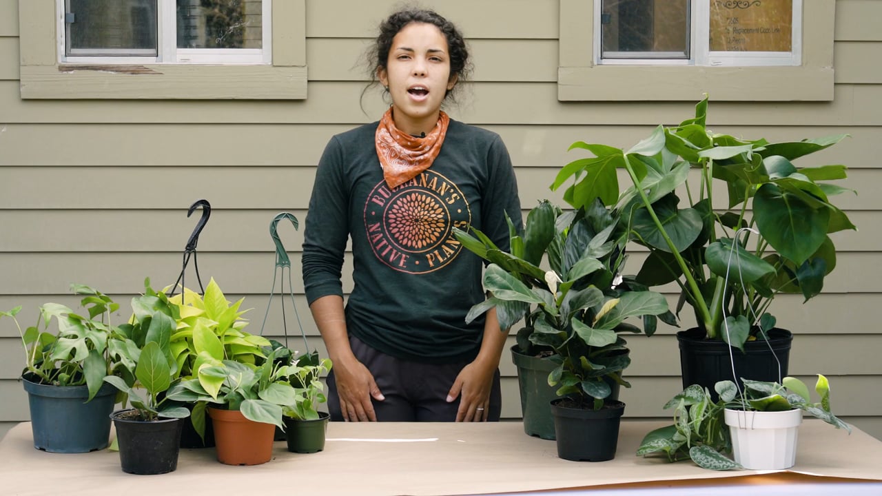 Top 10 House Plants