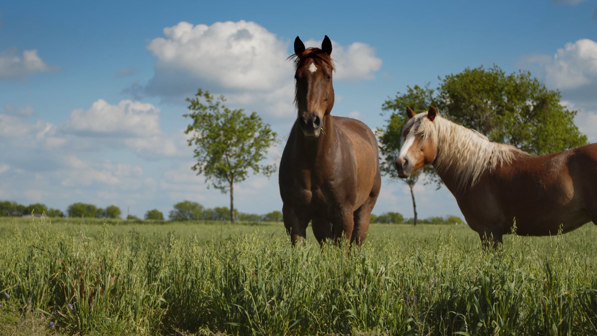 Native Hooves & Spirit Therapy Services Workshops