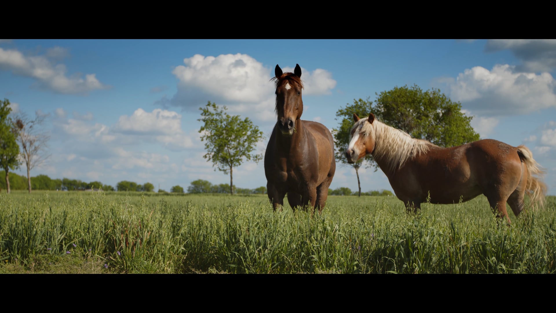 Native Hooves & Spirit Therapy Services Workshops