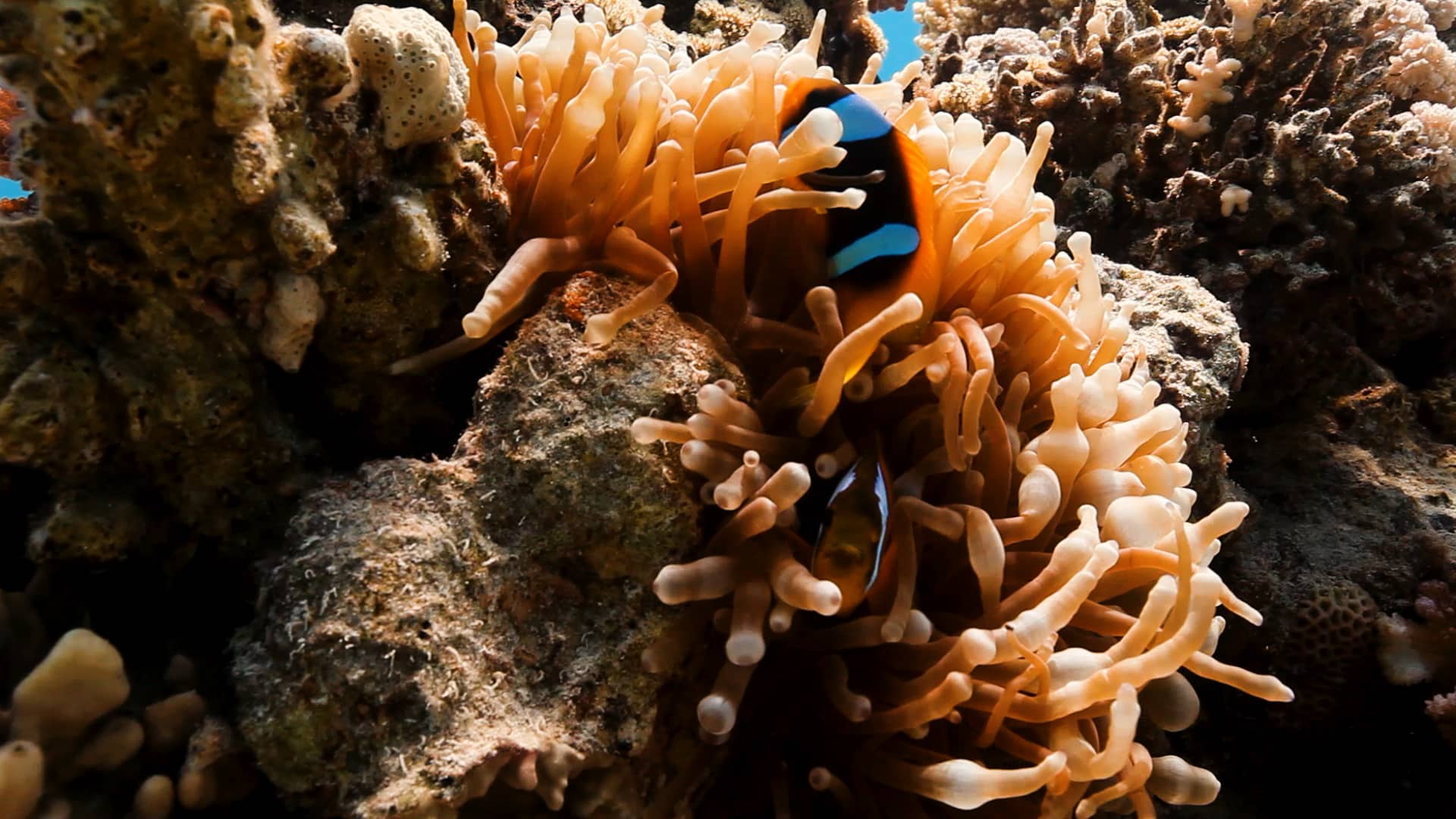 A Coral Love Story