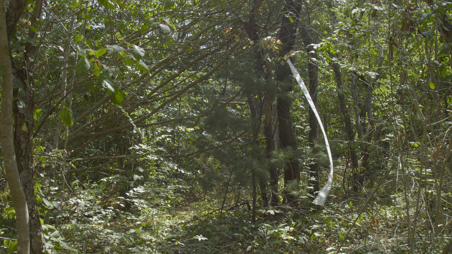 Morton Park Performance, 2020