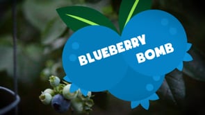 Blueberry Bomb