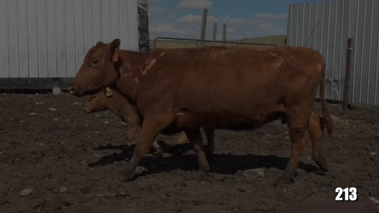 213 on Vimeo
