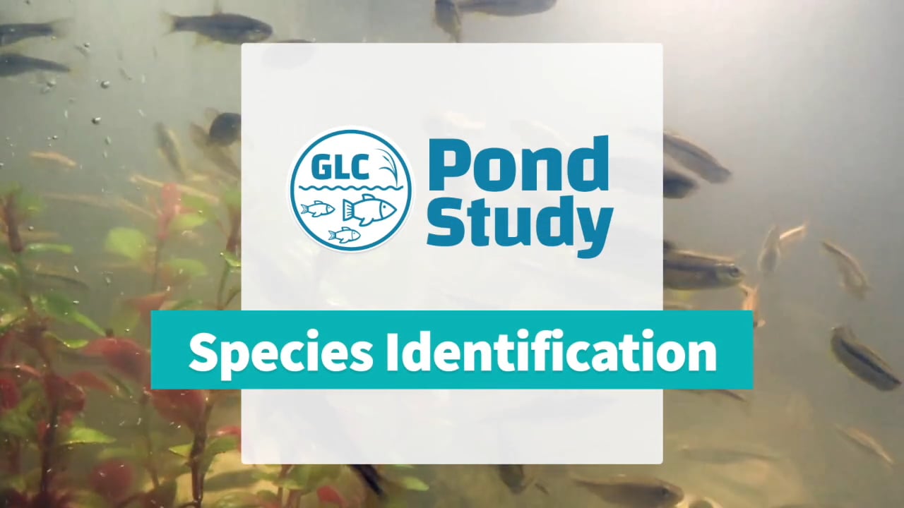 Pond Study - Species Identification on Vimeo