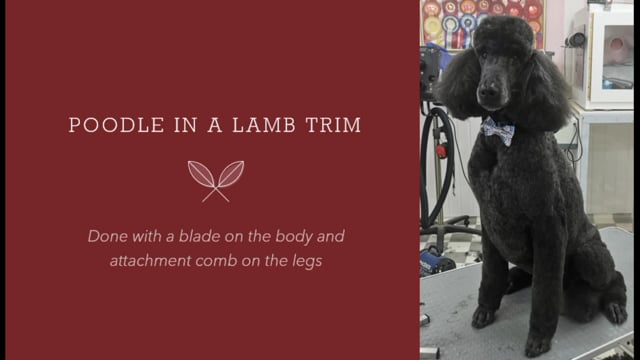 How to do a poodle in a lamb trim