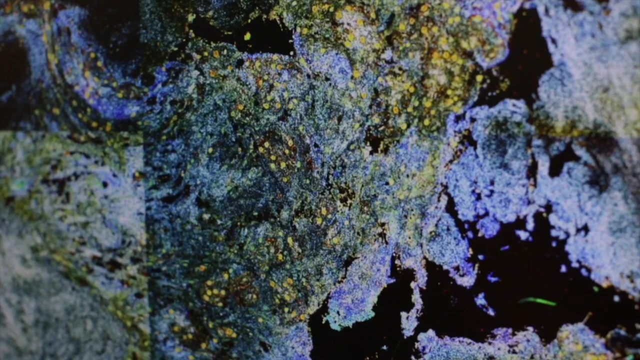 Web Loop.mp4 on Vimeo