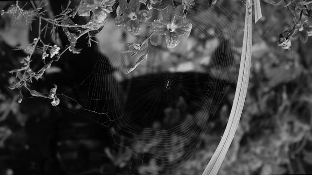 200+ Free Spider Web & Web Videos, HD & 4K Clips - Pixabay