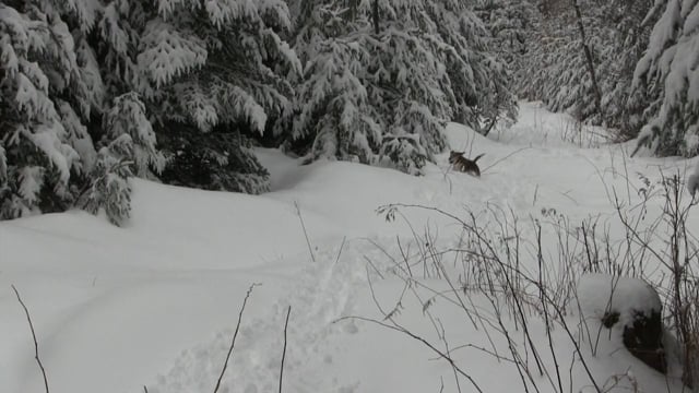Dave Laskey's Solo Rabbit Hunt in Vermont