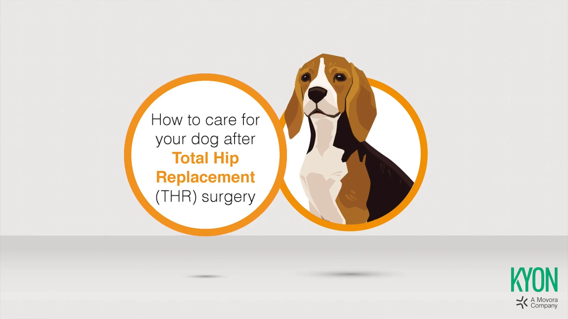 Hip replacement on sale surgery for dogs