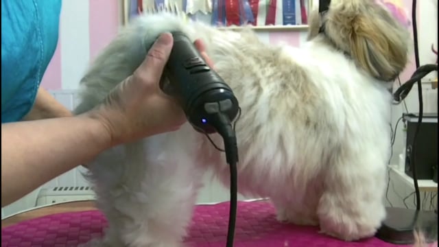 Frisering av 2 olika ShihTzu : en i "valpklippning" och en i en kortare frisyr