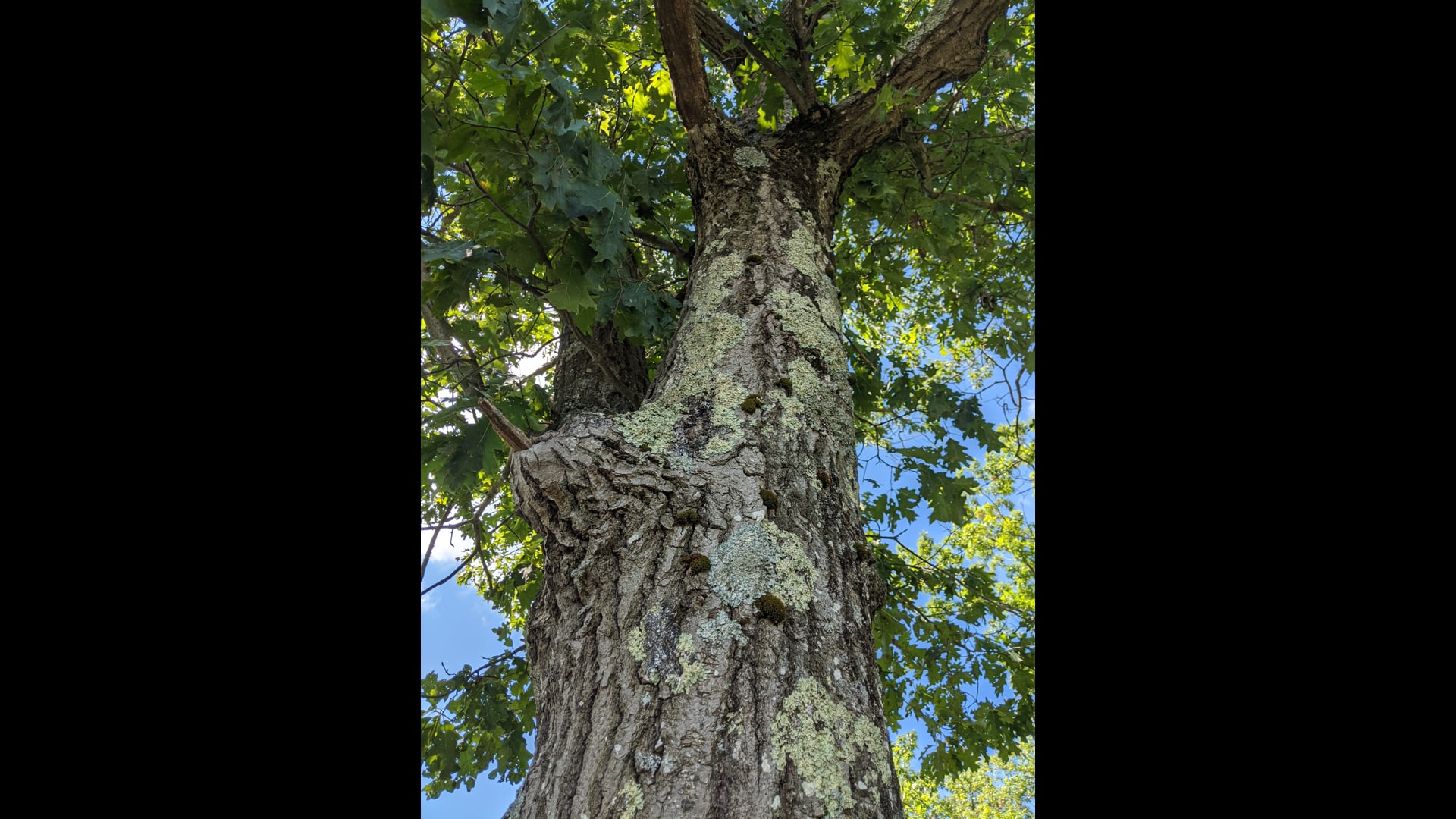 2021 May 11: LIFE in 3 Words: Anicca, Dukkha & Anatta