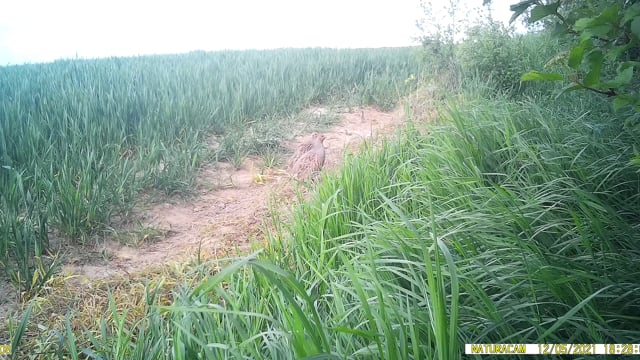 Couple de perdrix grise