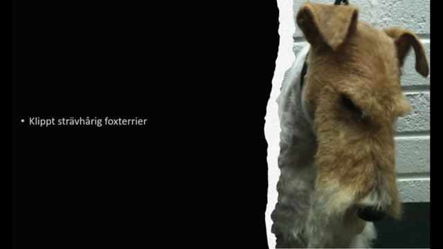 Strävhårig foxterrier i en rastypisk frisyr ( klippt)
