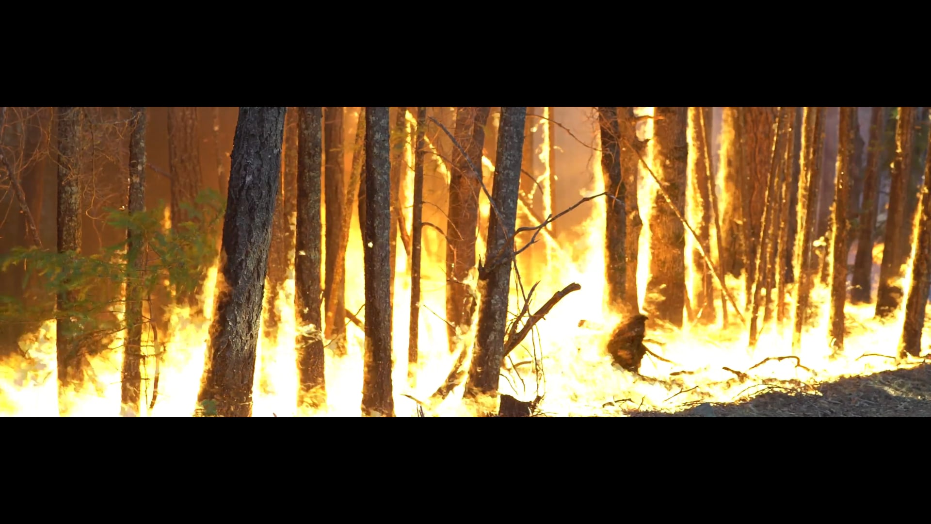 The Burn - 2021 Earth & Environmental Science Medalist, Monica Turner