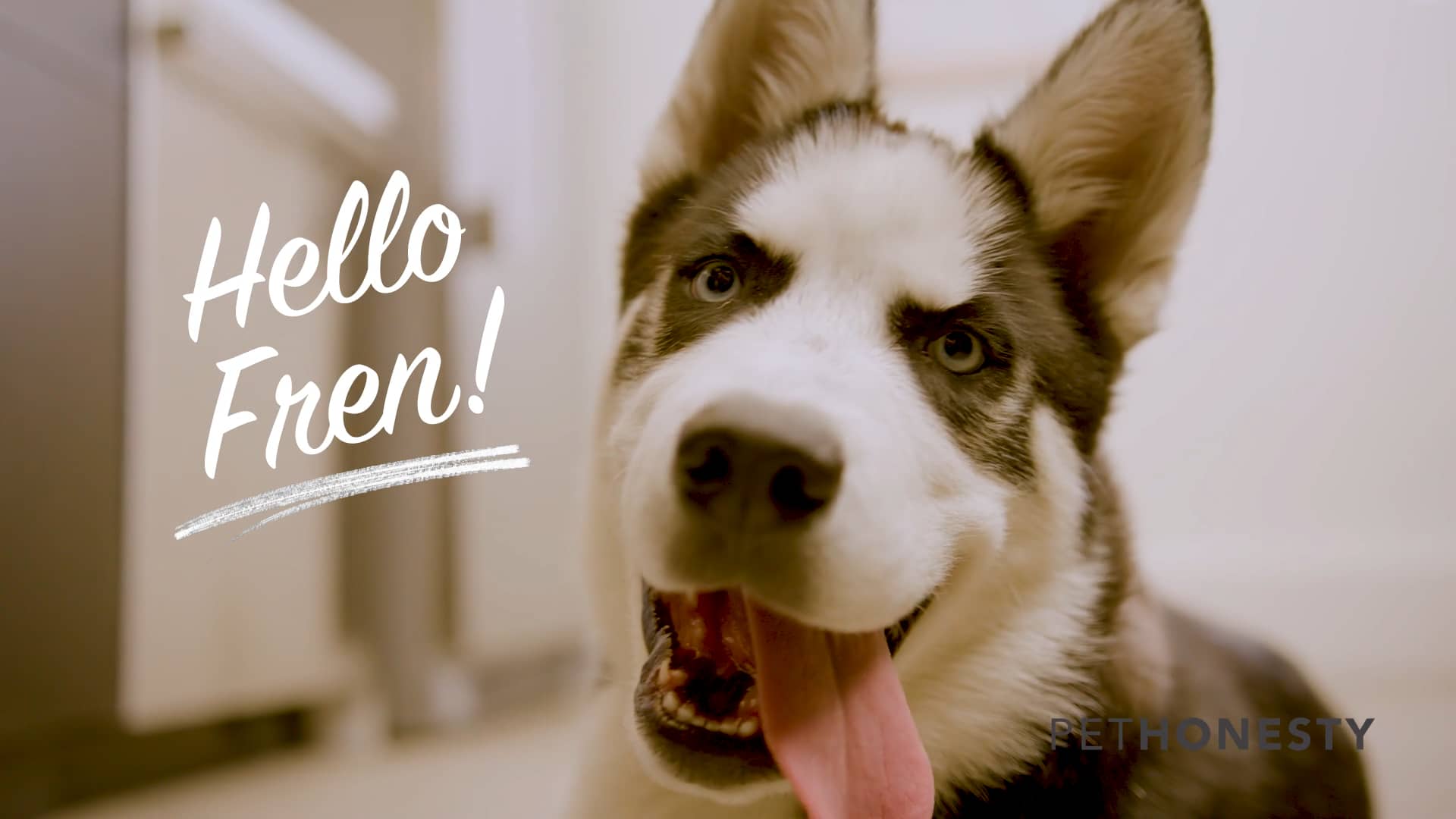 21235, Amazon, Pet Honesty Hero, 30 Sec, 16x9 V01 on Vimeo