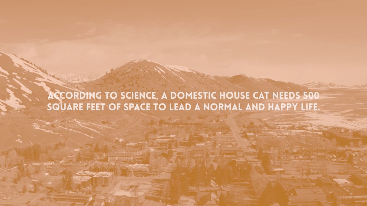 A House Cat Named Merlin: PAWS Tuxes & Tails Comedy Campaign