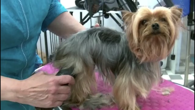 Yorkshire terrier i en valp/teddy klippning med Asian Fusion huvud
