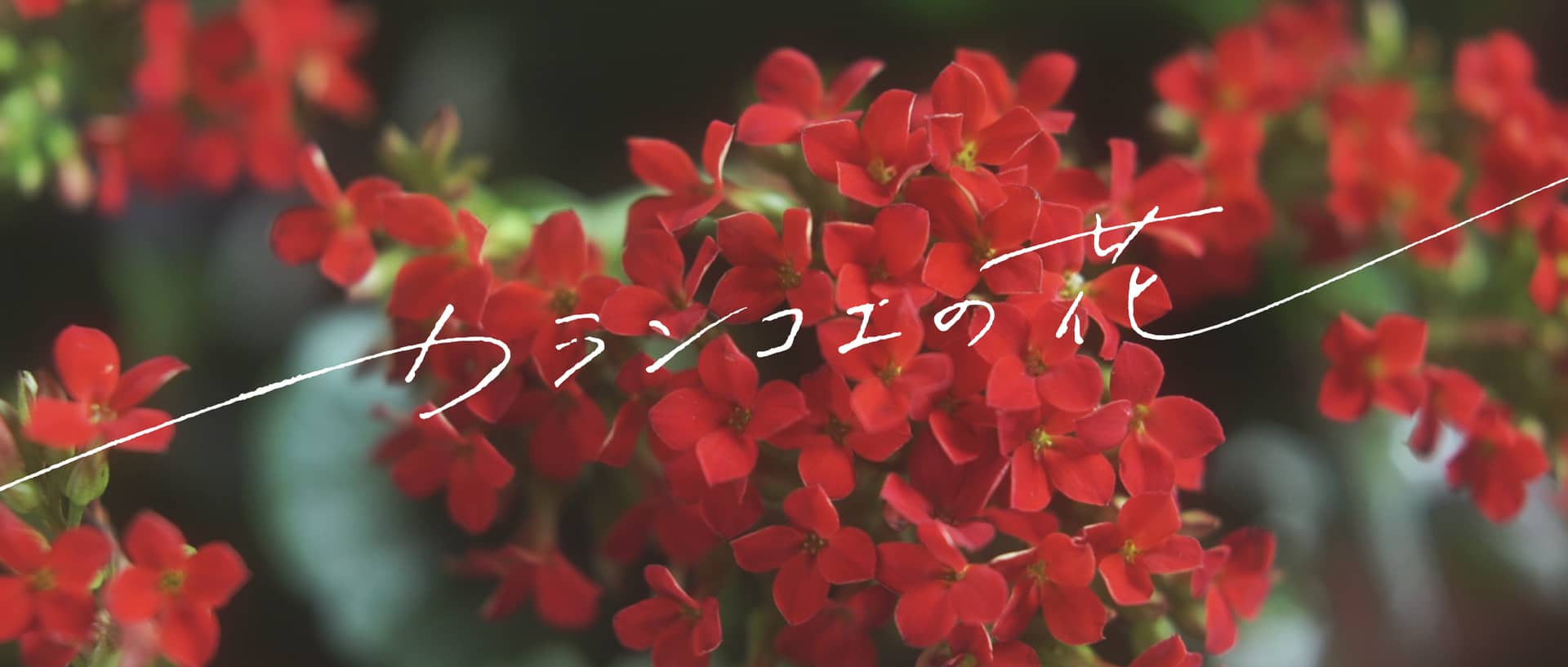 カランコエの花 予告編 Kalanchoe Trailer On Vimeo