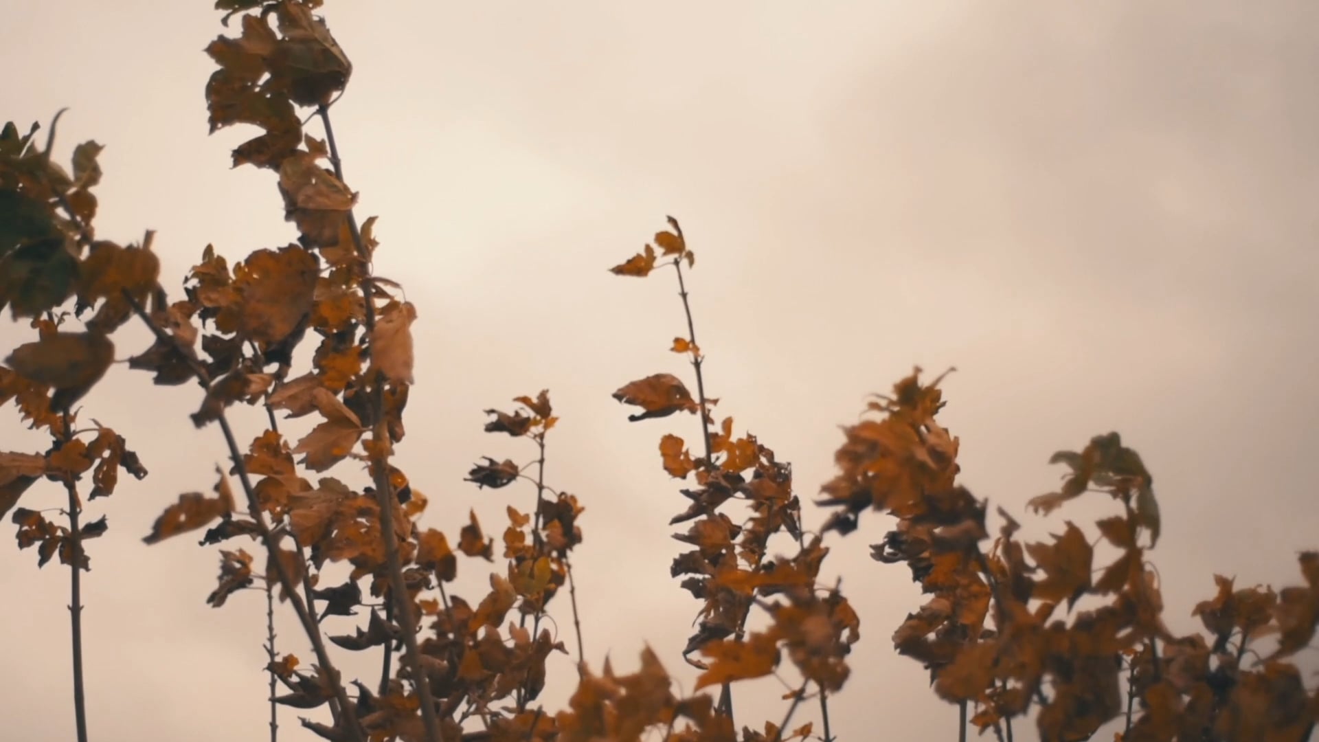 Geoff Quill - Decade -