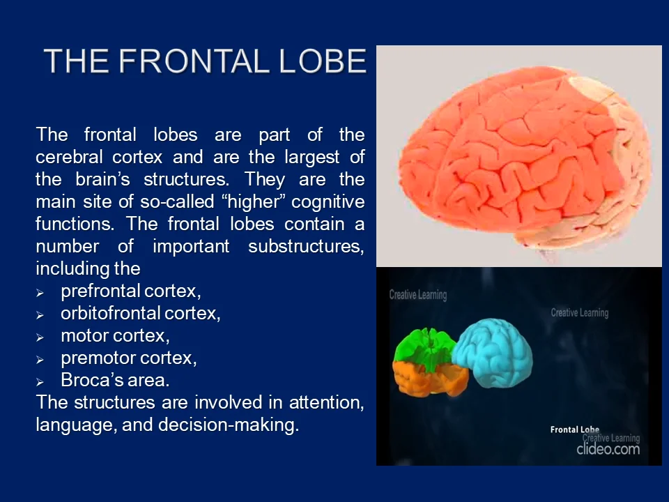 frontal lobe function