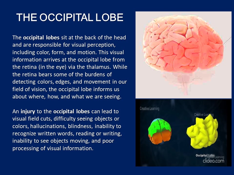 occipital-lobe-function-story-impressed