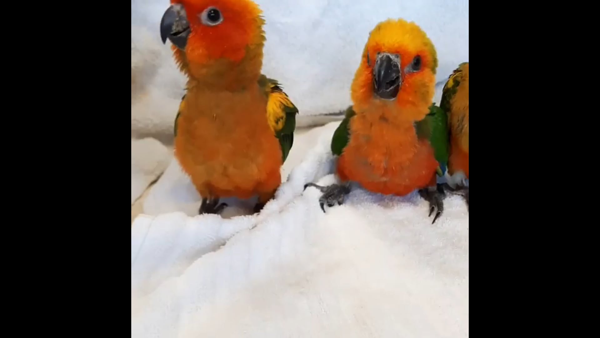 Funny Parrots: Cute and Funny Parrot Videos Compilation