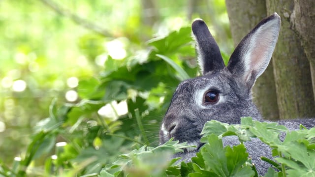 640px x 360px - Rabbit Videos: Download 87+ Free 4K & HD Stock Footage Clips - Pixabay