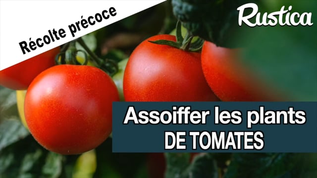 Assoiffer les tomates pour une récolte précoce