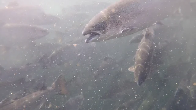 Endangered wild salmon at risk from sea lice outbreak at two fish