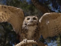 How to Start Birding