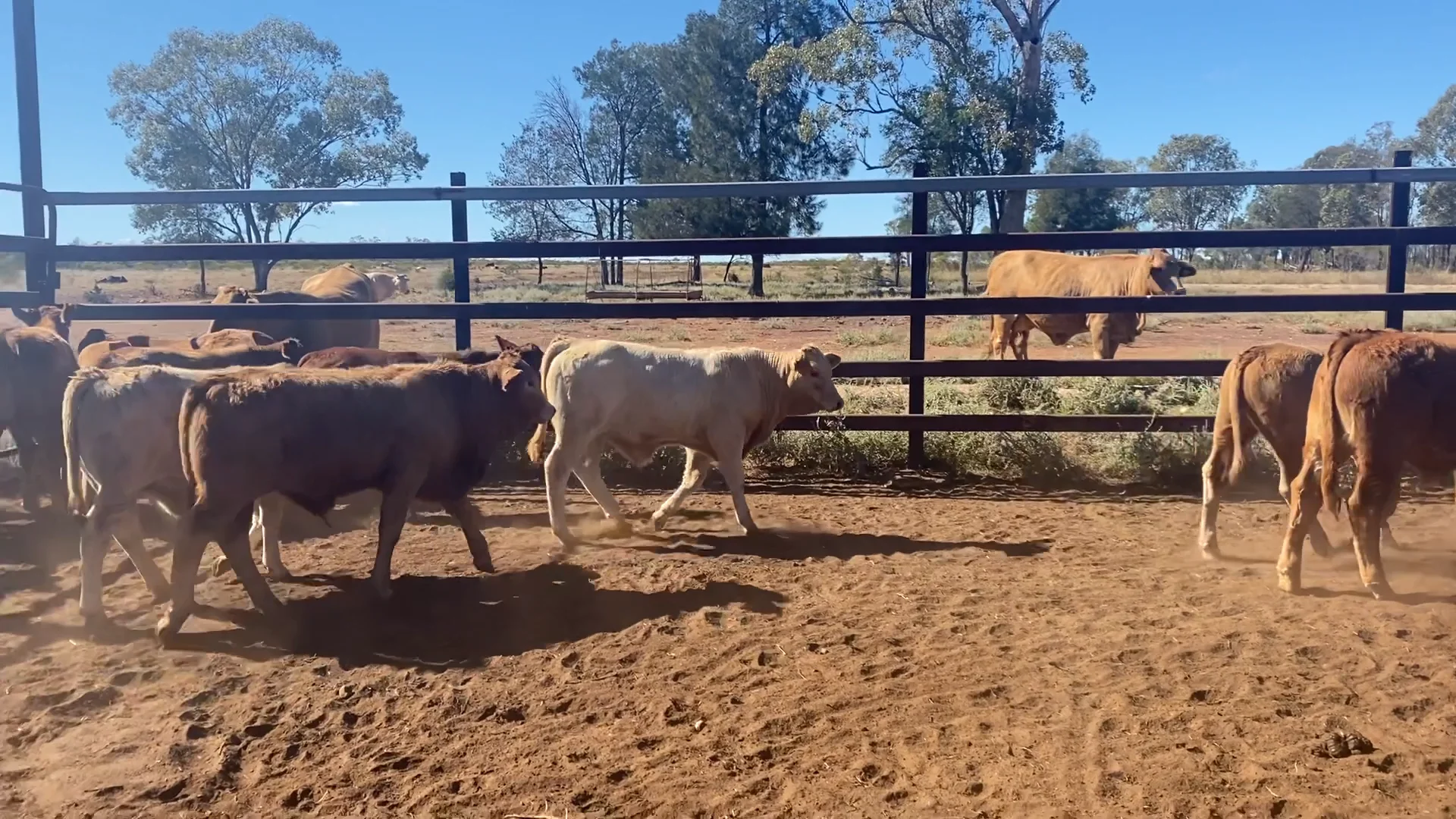 Dalby Cattle Sale 26/5/2021 on Vimeo