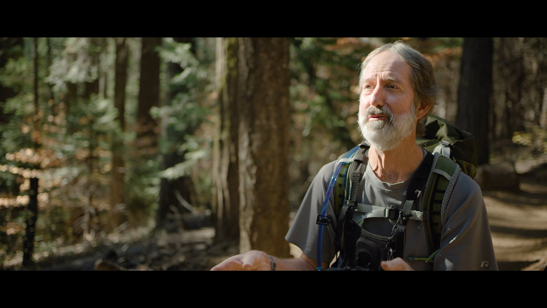 Carl Casey - Discovering the world’s largest pine tree