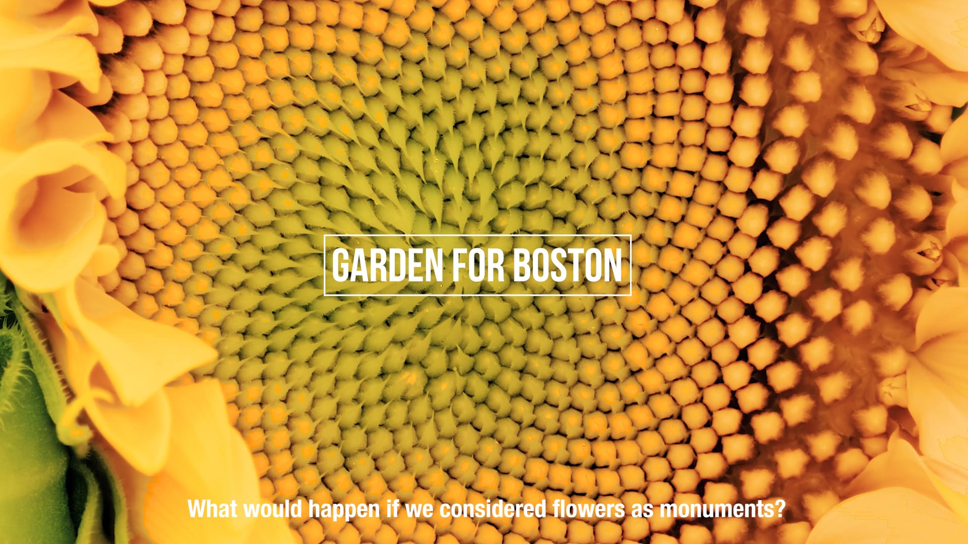 Garden for Boston x MFA