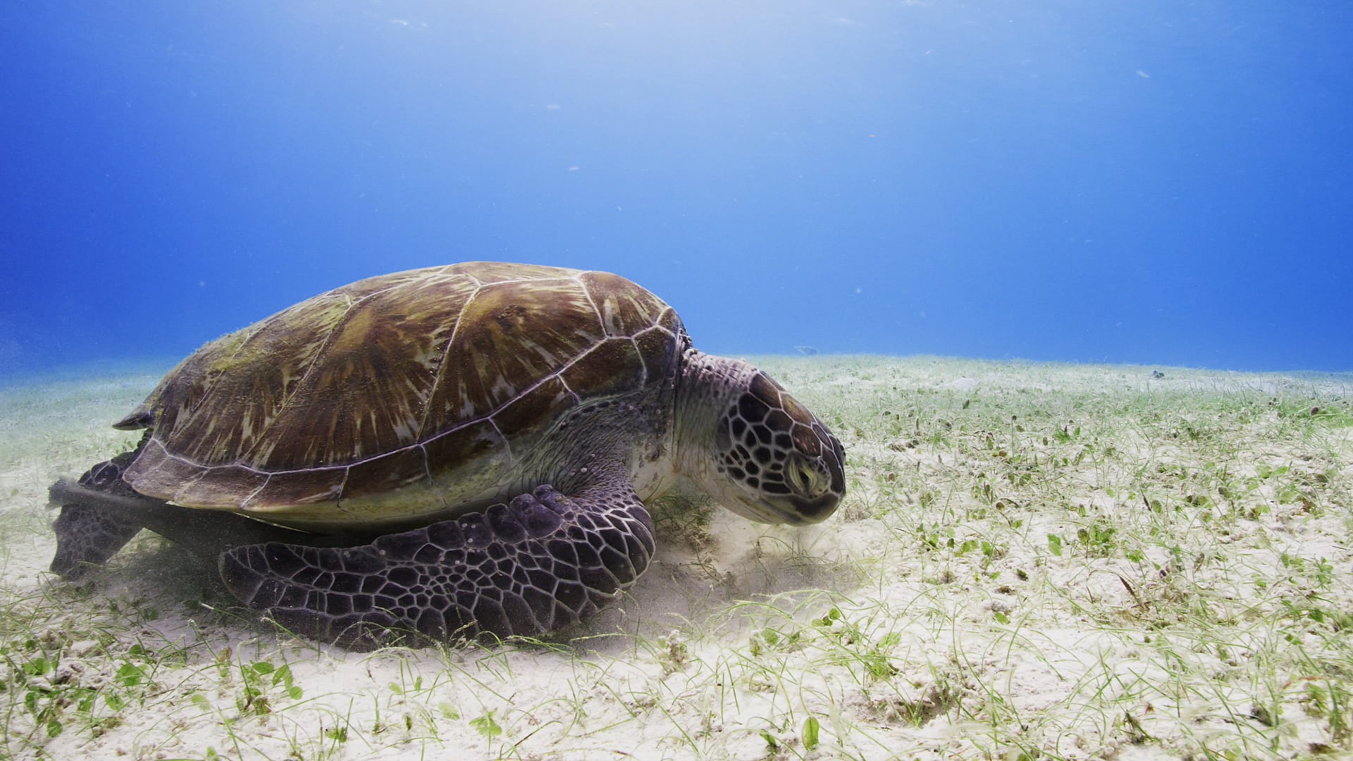 OCEANO AZUL FOUNDATION