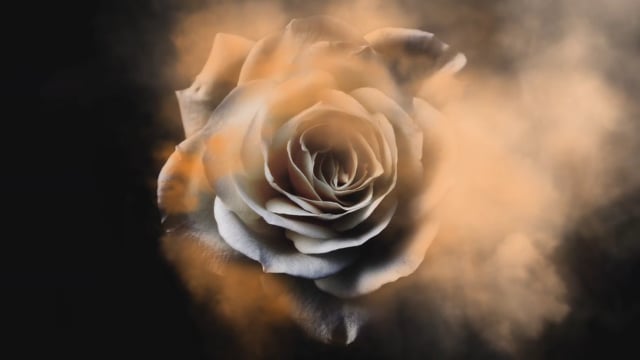 982 Rose Petals Falling Black Background Stock Video Footage - 4K and HD  Video Clips