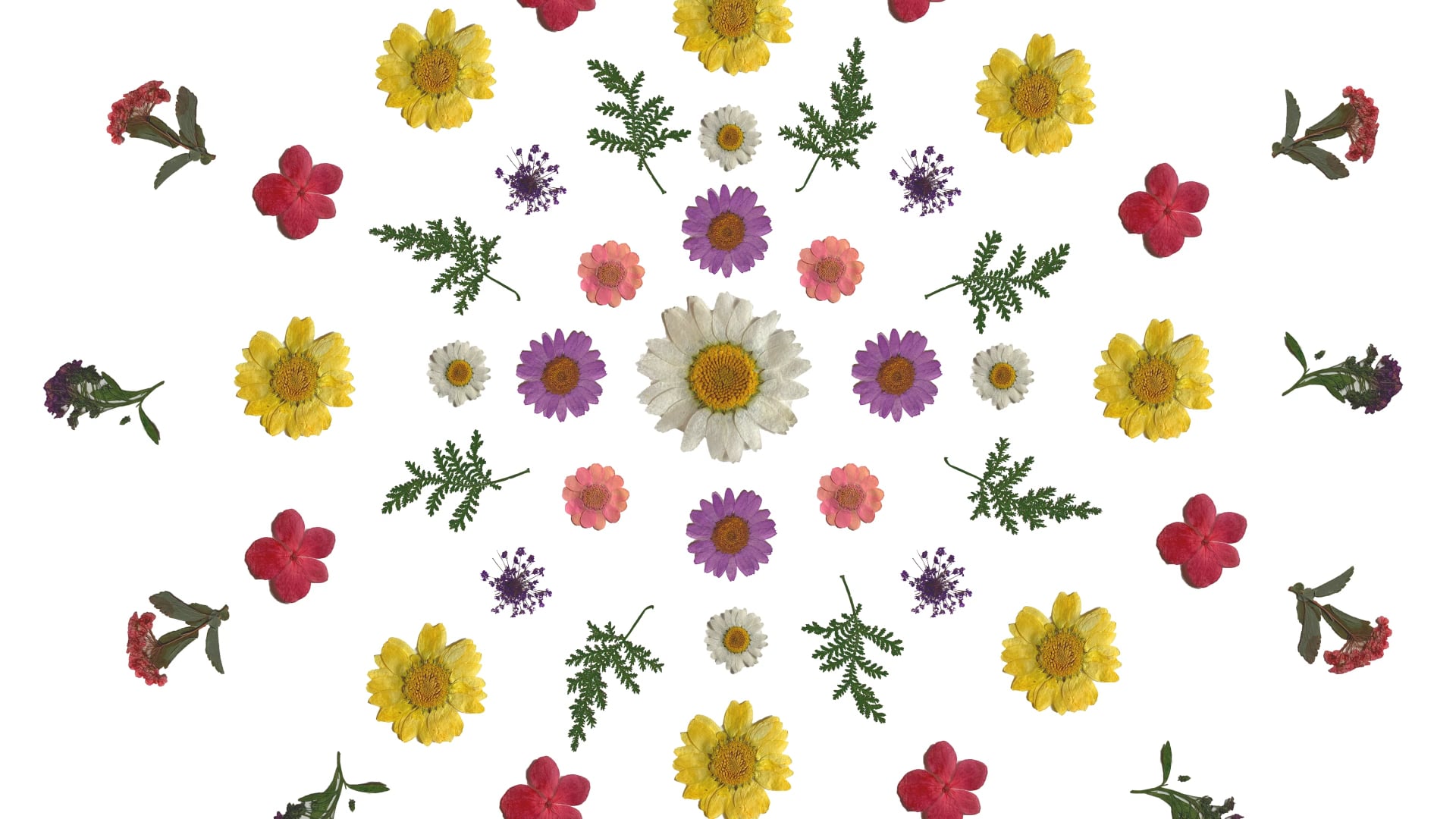 Midsommar Title Sequence 