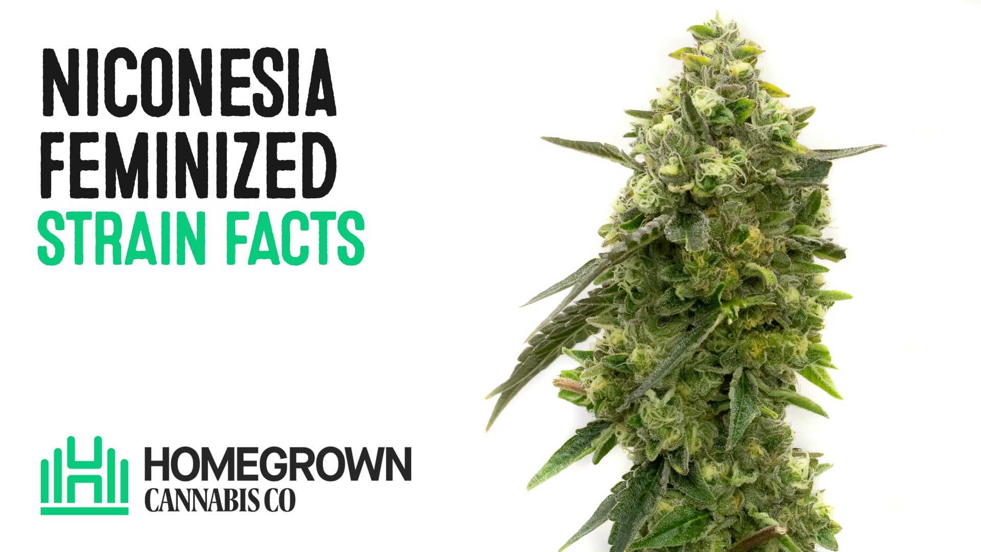 Niconesia Feminized Cannabis Seeds