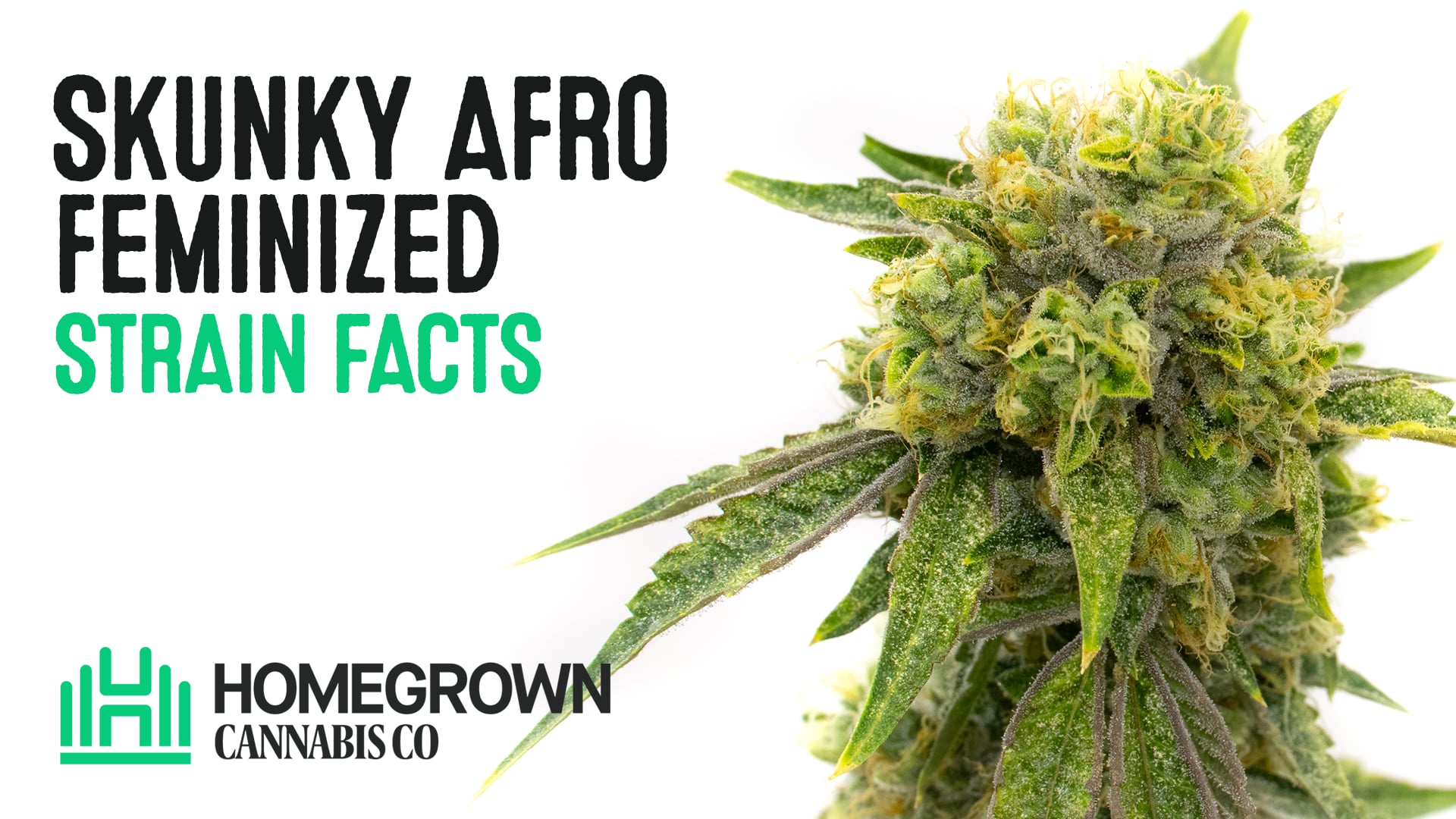 Skunky Afro Seeds