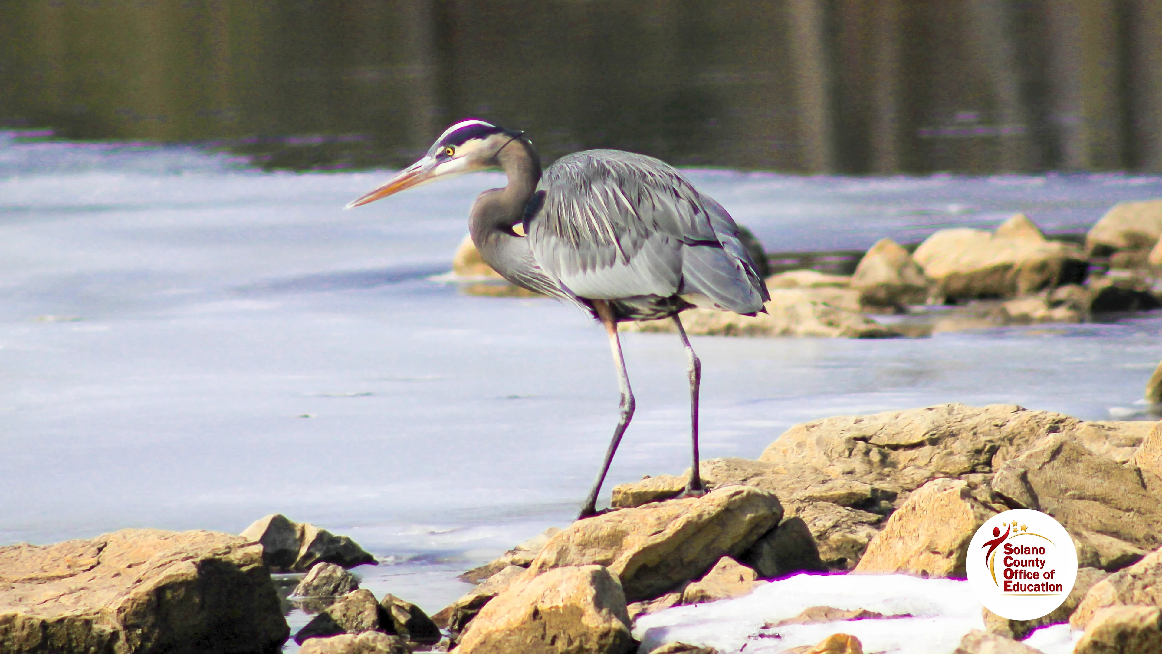 Explorer Quest: Great Blue Heron