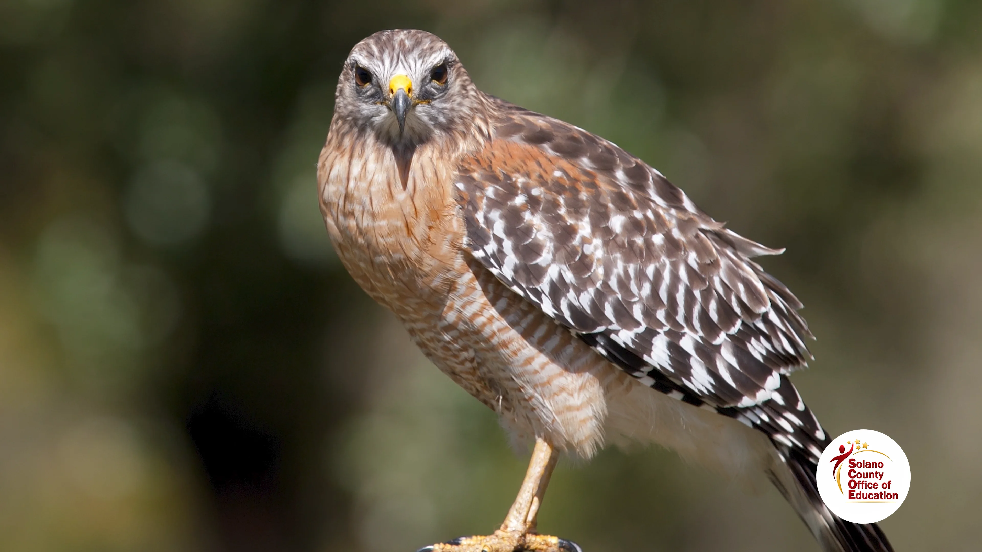Explorer Quest: Red Shouldered Hawk