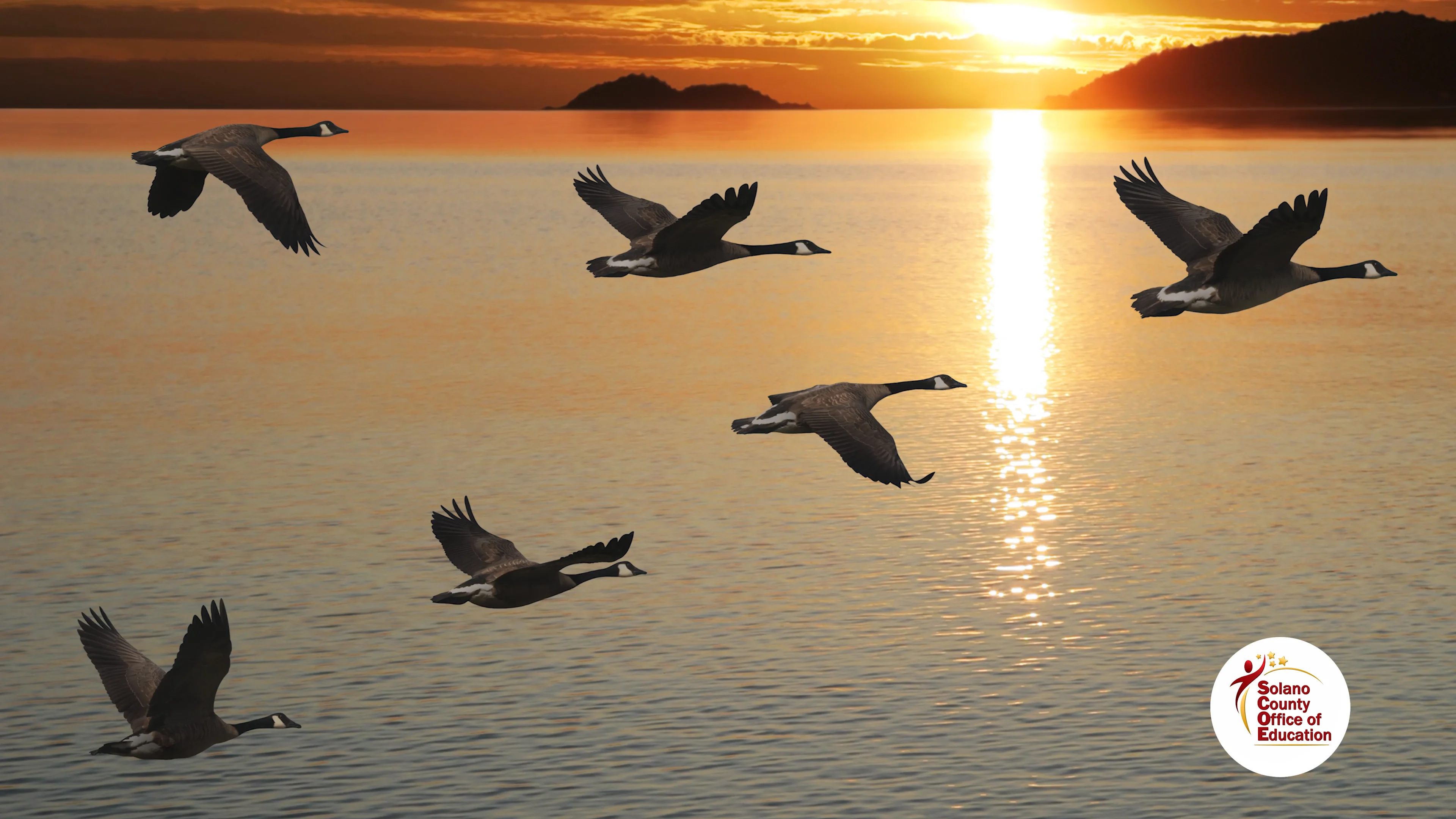 Explorer Quest: Canada Geese