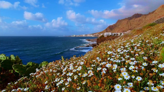 Цветы на берегу моря (61 фото) »