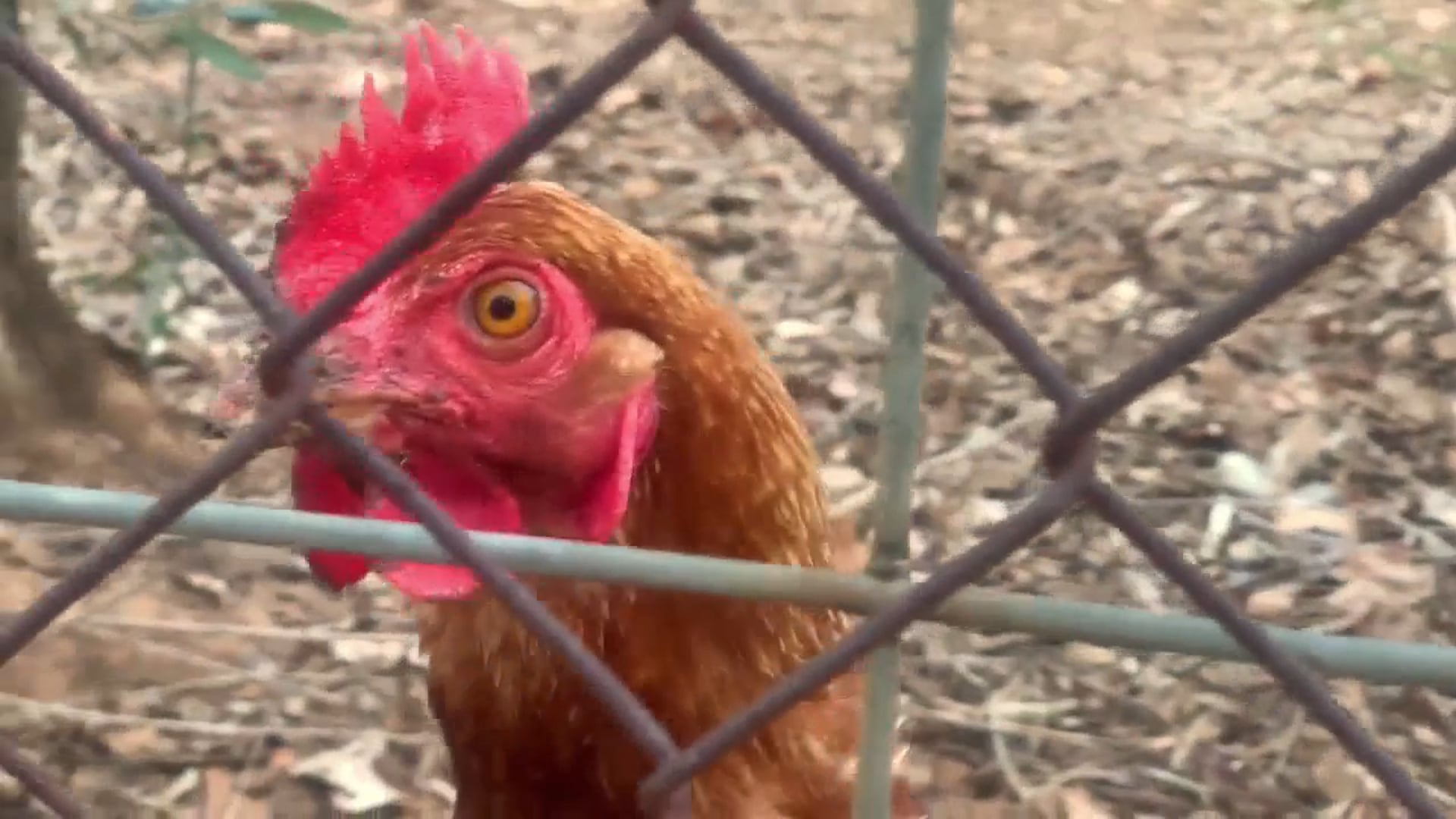 Field of Dreams Service Stream Tuesday 25 May 2021