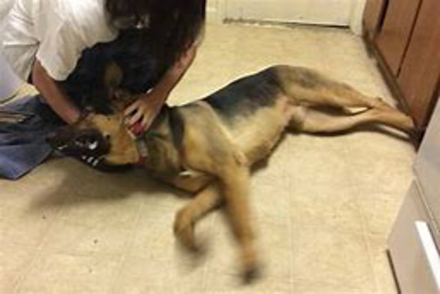 Darwin Awards - Some People Want to End Life