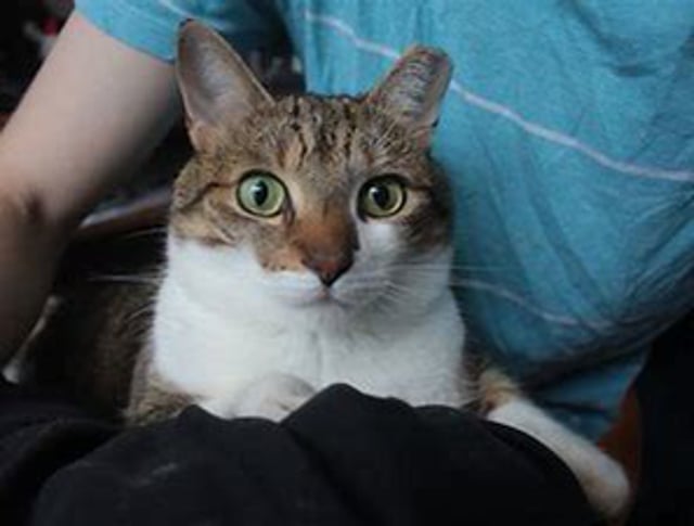 Why do cats ATTACK when being petted?