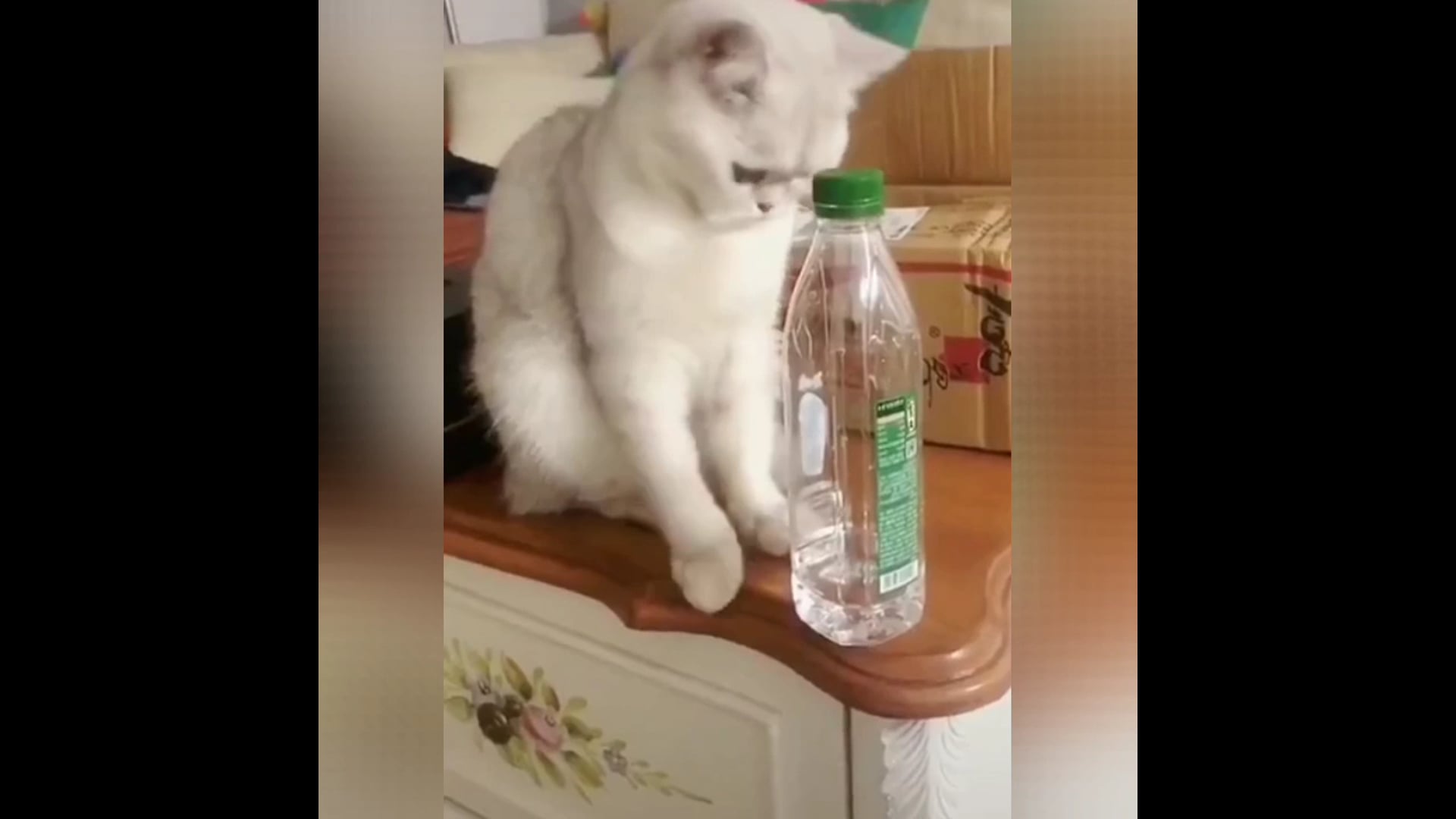 Αστεία βίντεο Lovely Cat