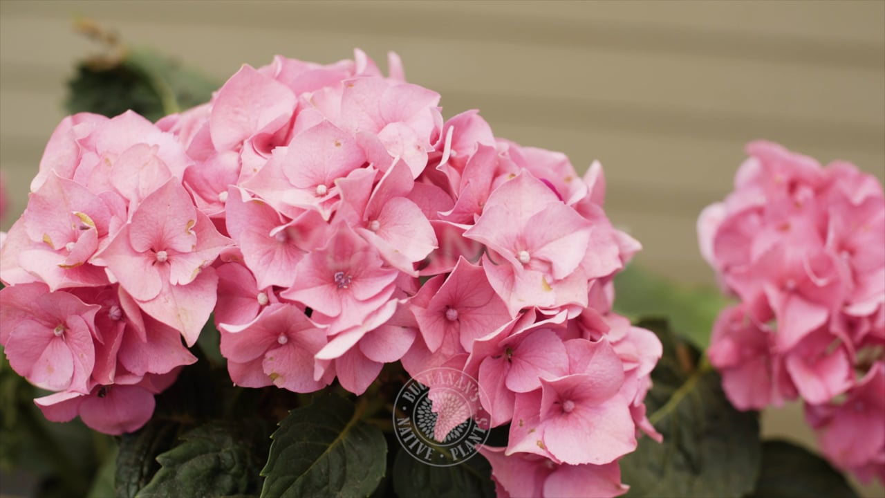 Hydrangea Tips