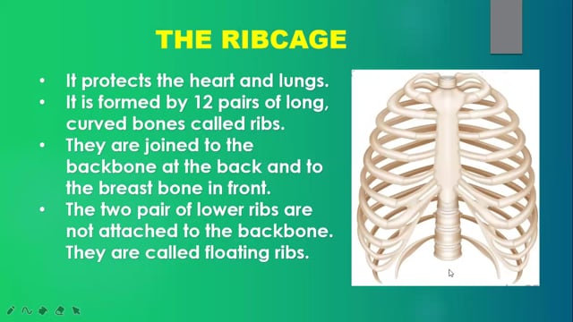 The Skeletal System