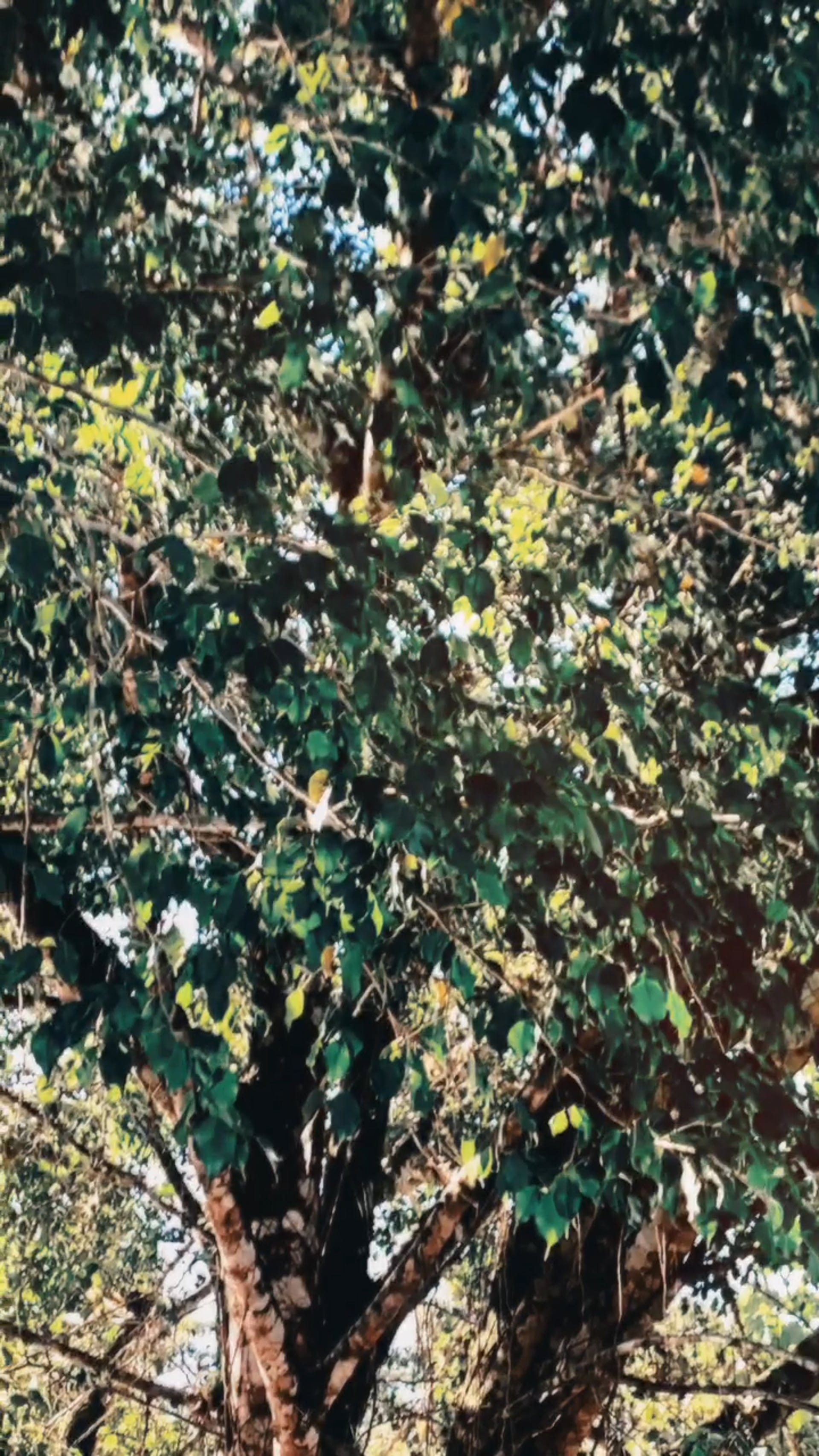 Fotossíntese / 2020